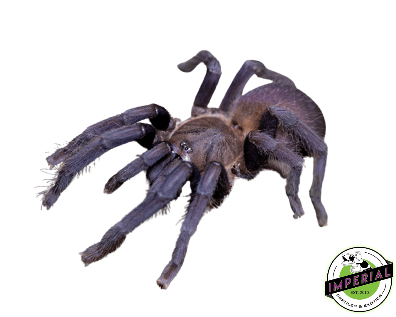 Panay Blue Earth Tiger Tarantula