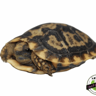 Pancake Tortoise Baby