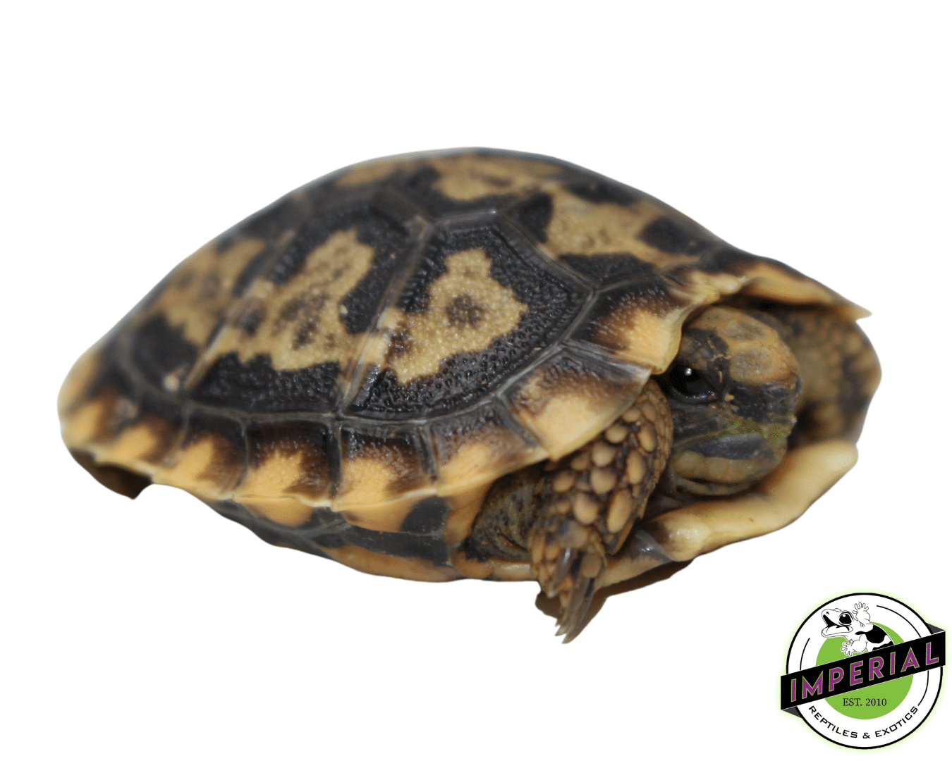 Pancake Tortoise Baby - Image 2