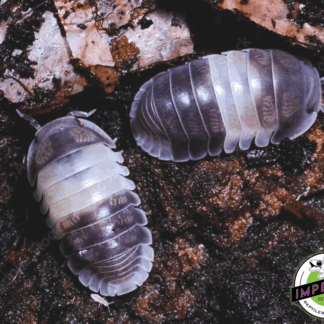 Cubaris murina "Panda King" Isopods (10 ct.)