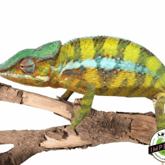 Panther Chameleon
