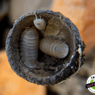 Cubaris murina "Papaya" Isopods (10 ct.)