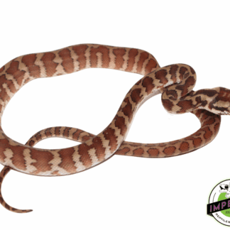 Baby Papuan Carpet Python