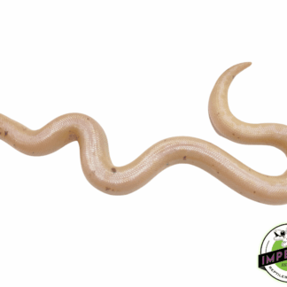 Striped Paradox Snow Kenyan Sand Boa Baby