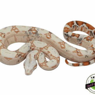 Paradox Sunglow Colombian Boa