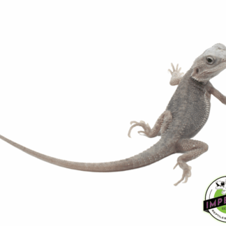 Trans Hypo Zero Paradox Bearded