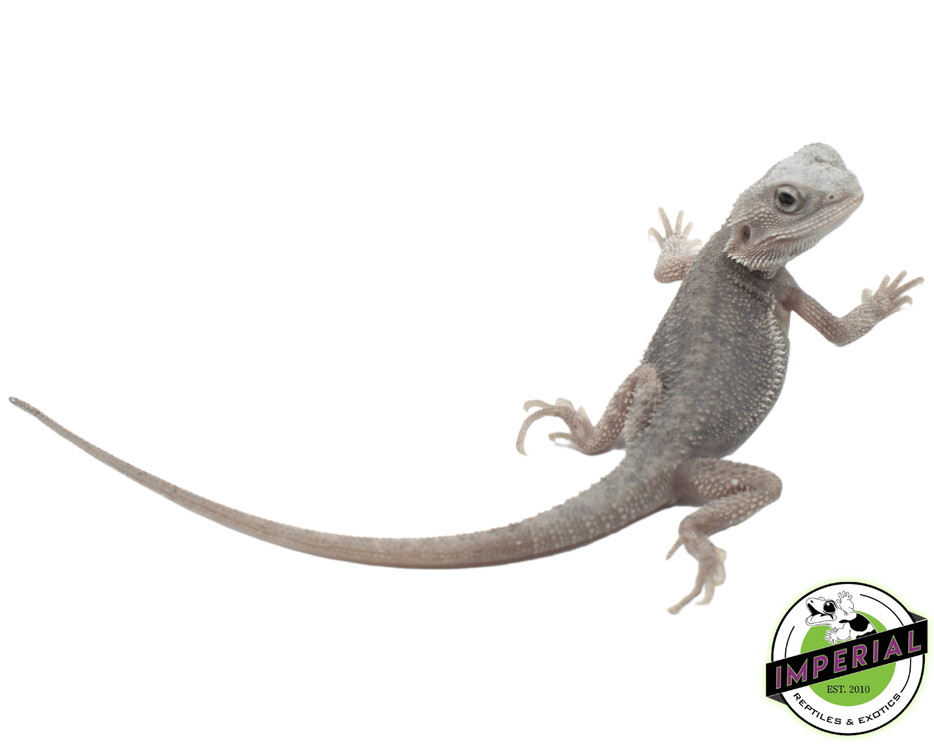 Trans Hypo Zero Paradox Bearded