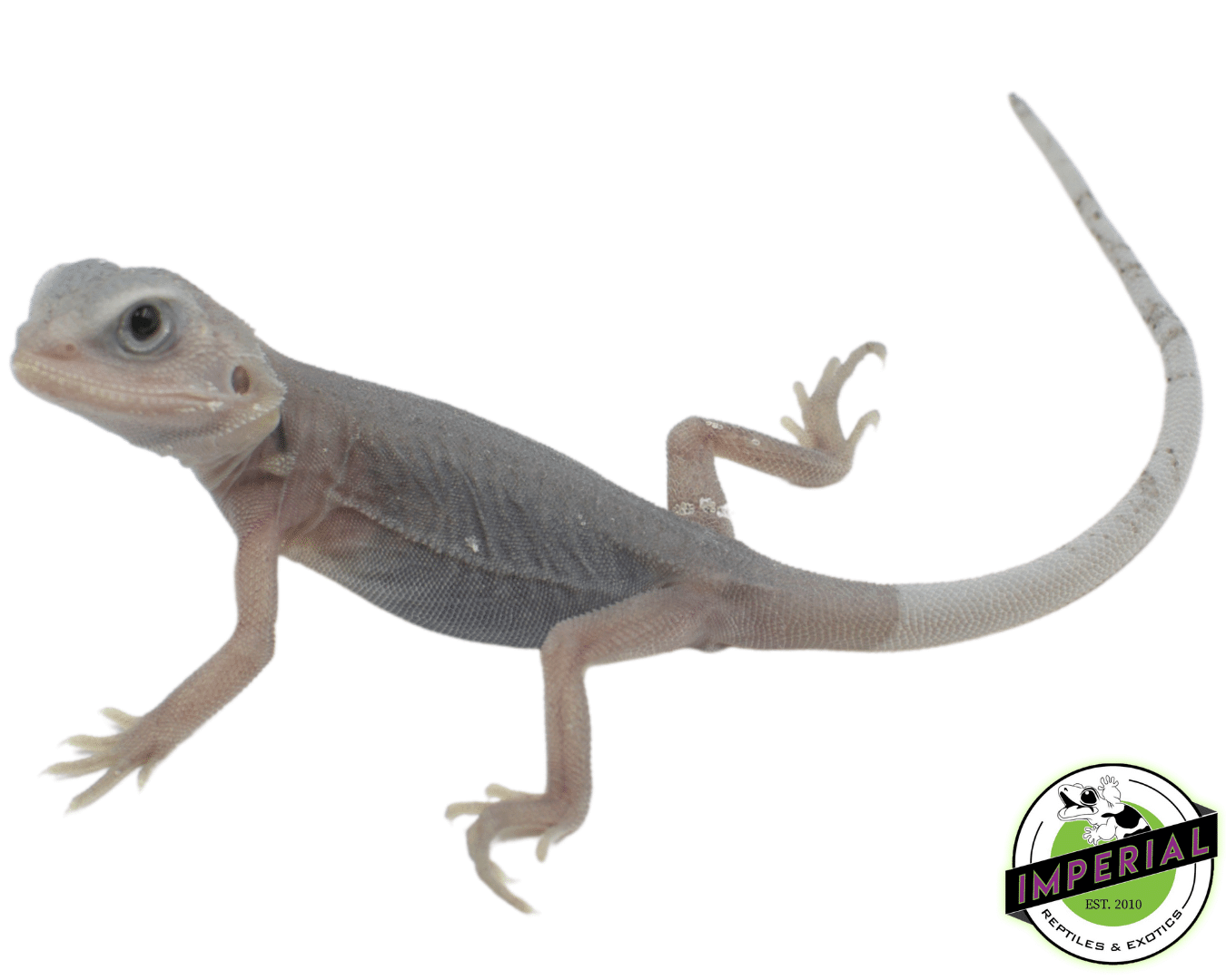 Trans Hypo Zero Paradox Bearded - Image 2