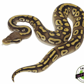 Pastave Ball Python