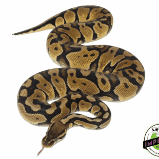 Pastel Ball Python Adult
