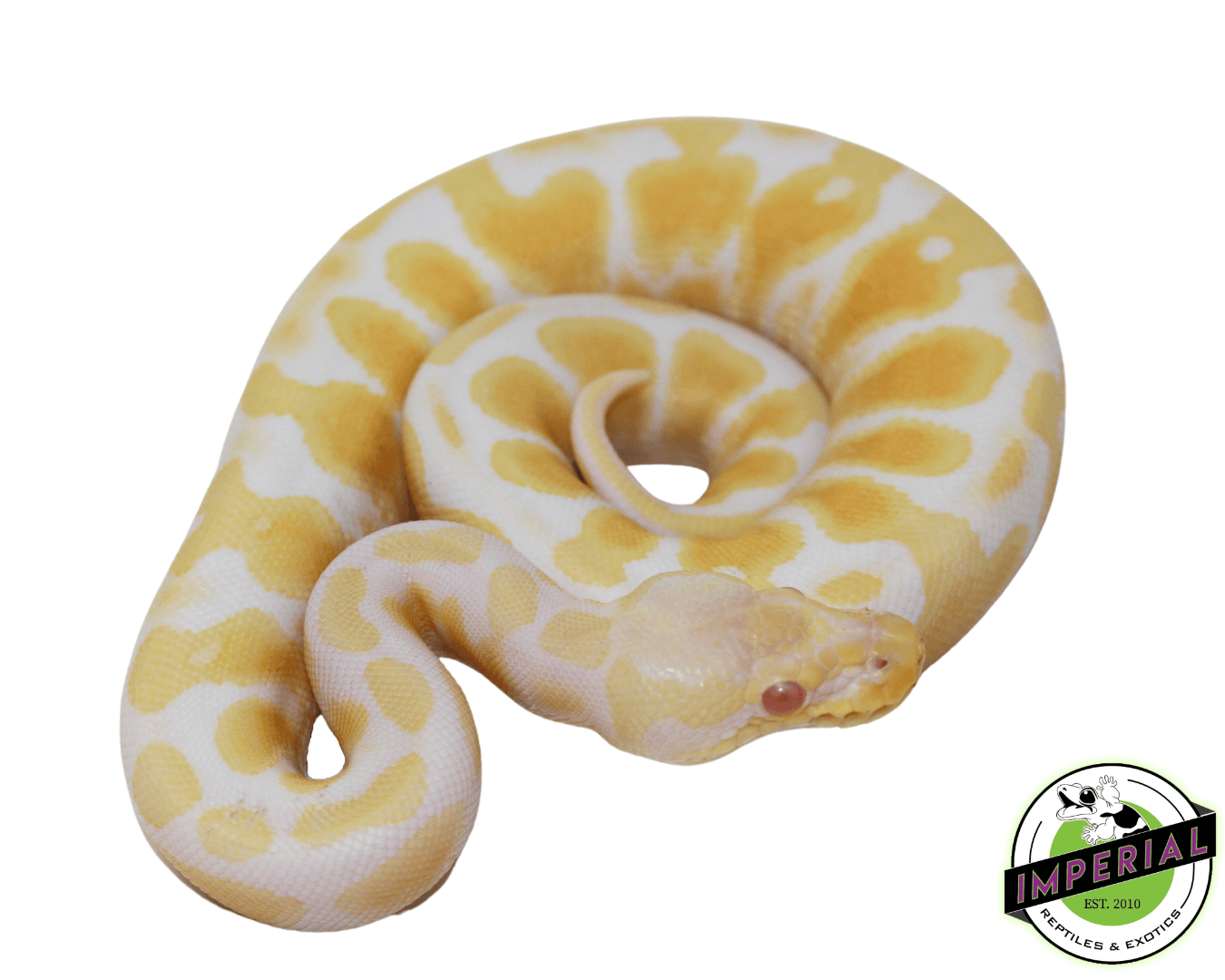 Pastel Albino Ball Python - Image 2