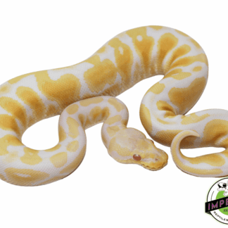 Pastel Albino Ball Python