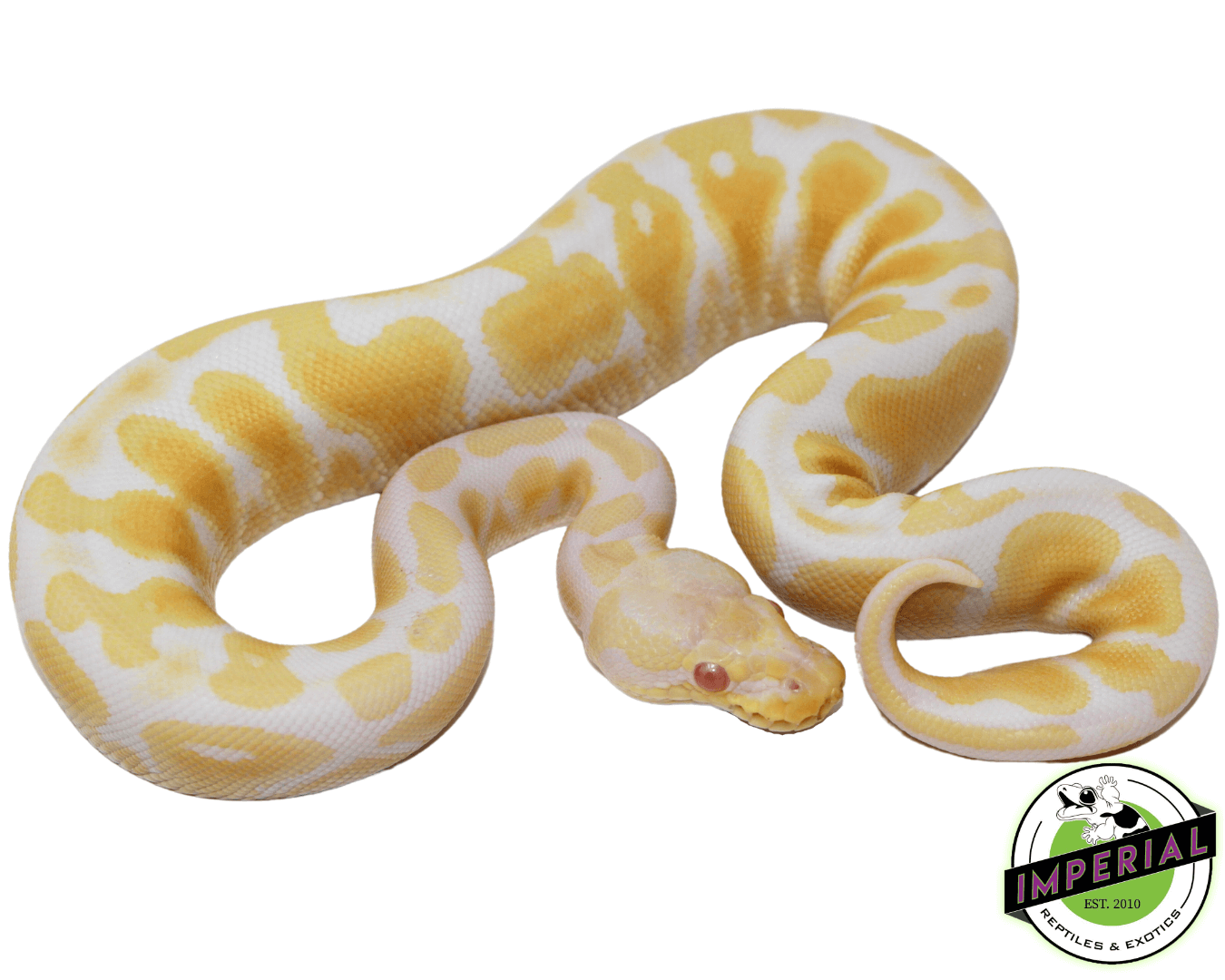 Pastel Albino Ball Python