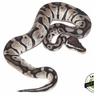 Pastel (VPI) Axanthic Ball Python