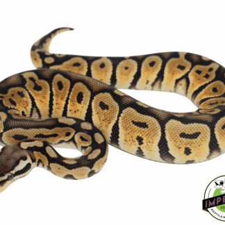 Pastel Bongo Ball Python