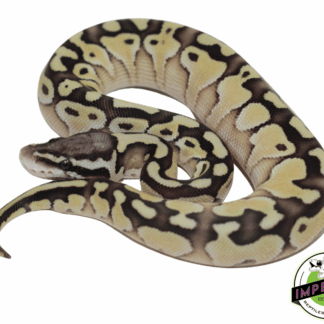 Pastel Lesser Ball Python