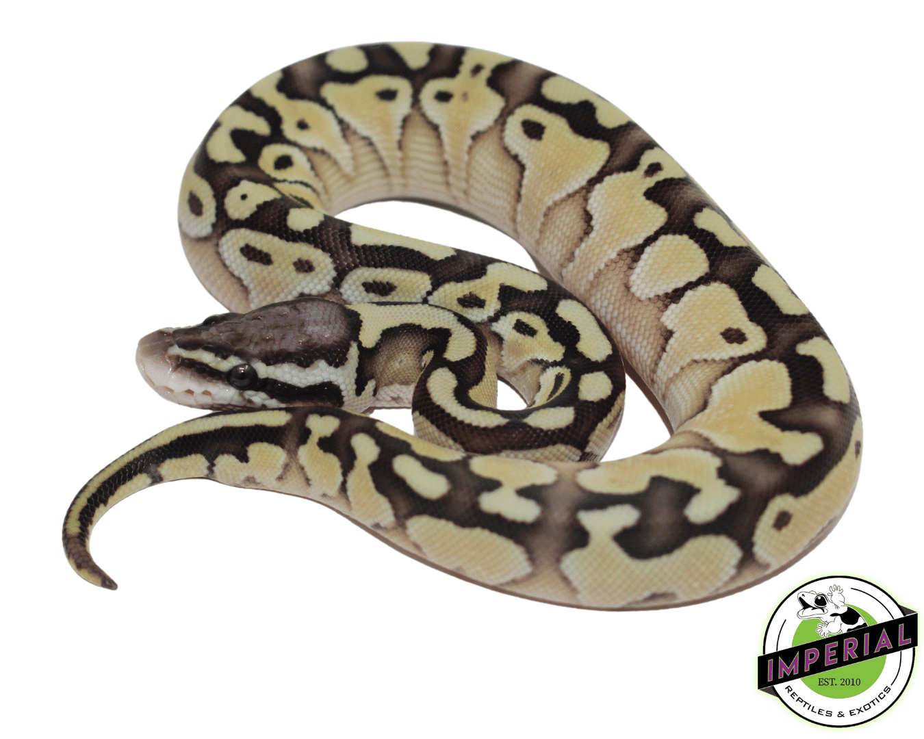 Pastel Lesser Ball Python