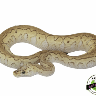 Pastel Butter Clown Ball Python