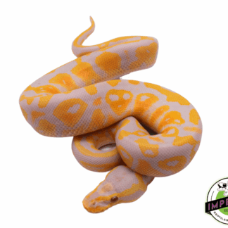 Pastel Candy Ball Python