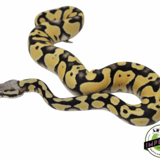 Pastel Desert Ghost Ball Python