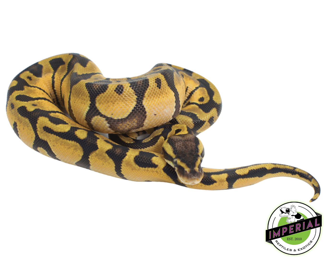 Pastel Enchi Ball Python Baby - Image 2