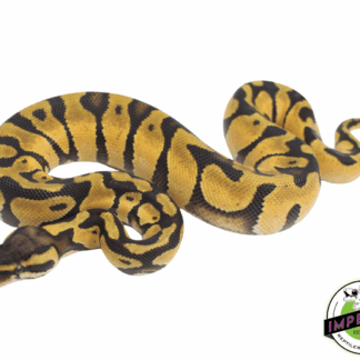 Pastel Enchi Ball Python Baby