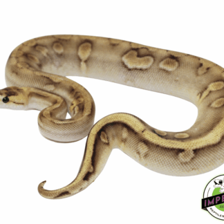 Pastel Enchi Champagne Ball Python