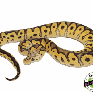 Pastel Enchi Clown Ball Python