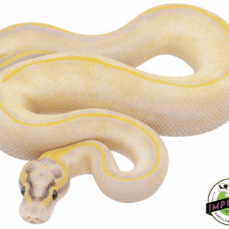 Pastel Enchi Ivory Ball Python