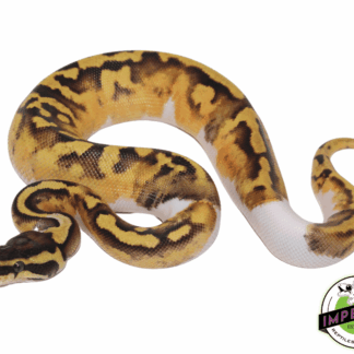 Pastel Enchi Piebald Ball Python