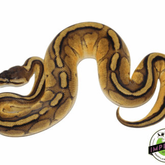 Pastel Genetic Stripe Ball Python