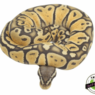 Baby Pastel Ghost Ball Python