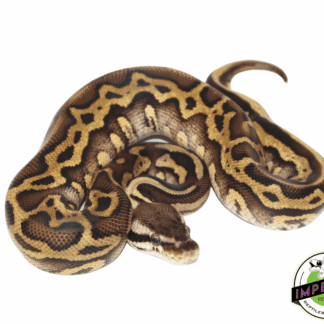 Hidden Gene Woma Pastel Yellowbelly Ball Python
