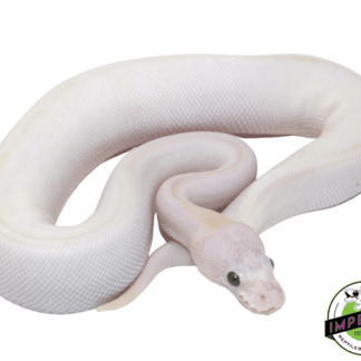 Pastel Ivory Ball Python