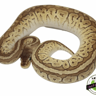 Pastel Jigsaw Ball Python