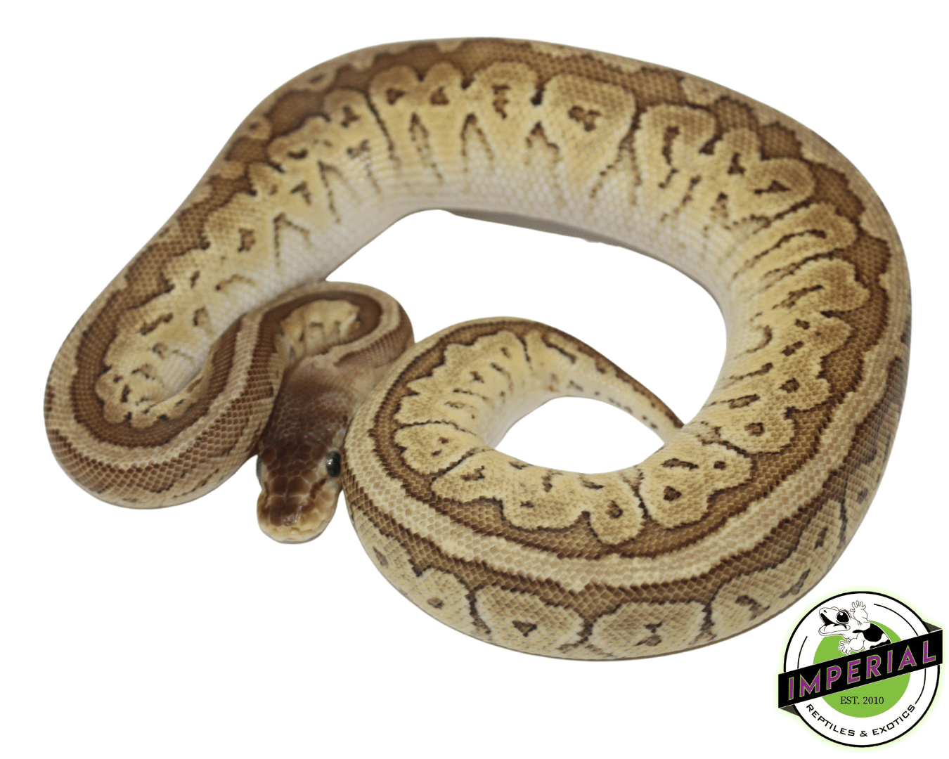 Pastel Jigsaw Ball Python