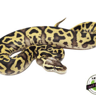 Pastel Leopard Ball Python Baby