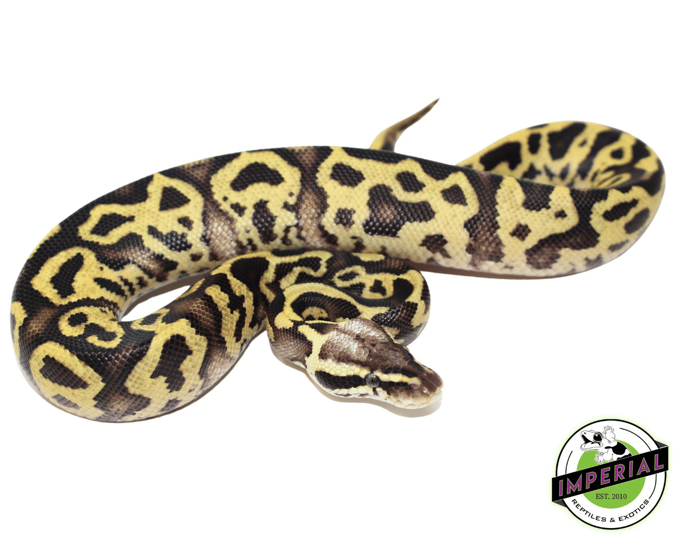 Pastel Leopard Ball Python Baby