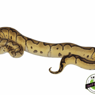 Pastel Leopard Clown Ball Python