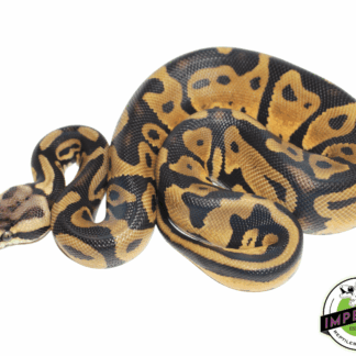 Pastel Leopard Yellowbelly
