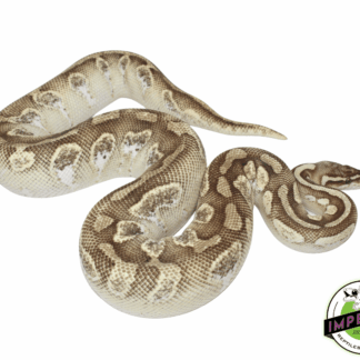 Pastel Butter Calico Ball Python Adult Female