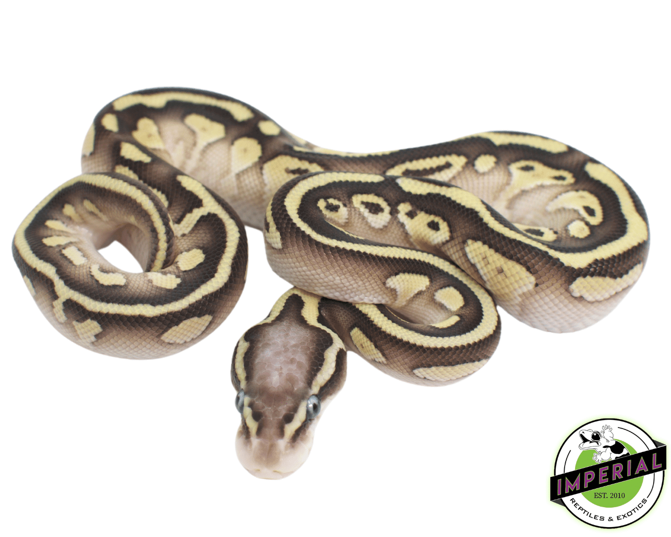 Pastel Lesser Yellowbelly Ball Python - Image 2