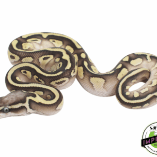 Pastel Lesser Yellowbelly Ball Python