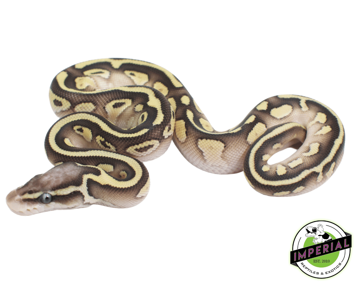 Pastel Lesser Yellowbelly Ball Python