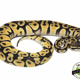 Pastel Orange Dream Ball Python