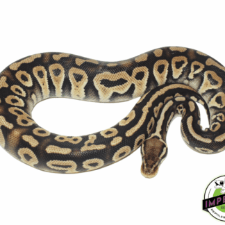Pastel Phantom Ball Python
