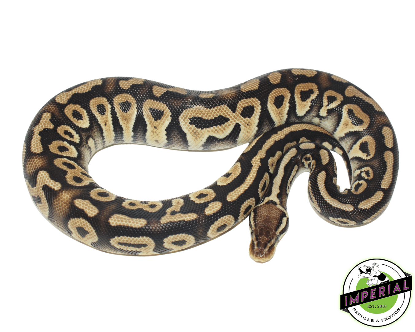 Pastel Phantom Ball Python