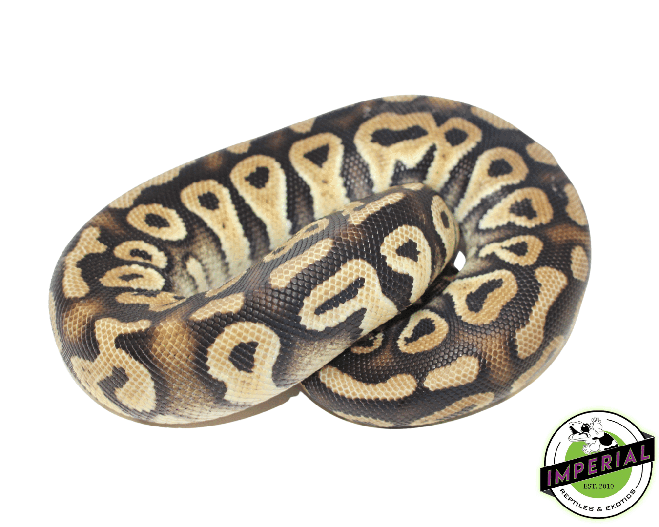 Pastel Phantom Ball Python - Image 2