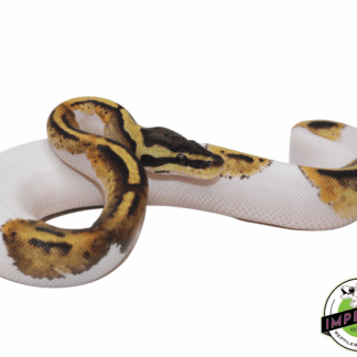 Pastel Pied Ball Python