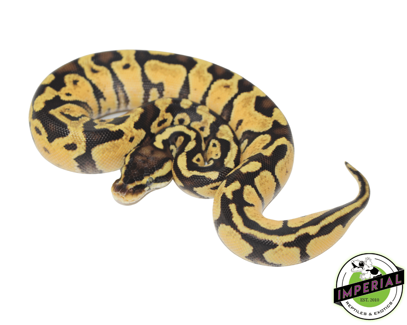 Pastel Russo Ball Python